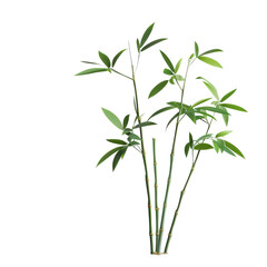 Fototapeta premium Isolated green bamboo with leaves on a transparent background with clipping path and complete depth of field