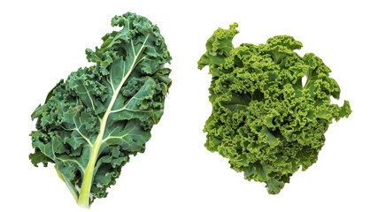 green leaves of lettuce