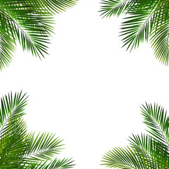 Green Tropical Branch Isolated Background