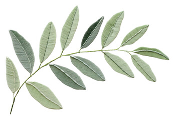 Obraz premium PNG Eucalyptus leaf in embroidery style plant herbs tree.
