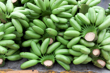 A lots of green lady finger bananas on floor after the harvest. Fresh sweet bananas from agriculture farm are taken to the market for sale.