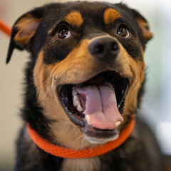 Smiling mixed breed dog at the shelter