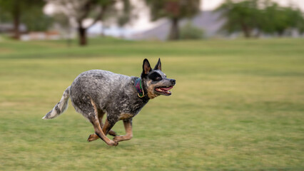 Australian cattle dog running at the park