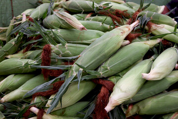 Fresh ears of ripe corn on the cob after harvest, sweet raw corn covered by green husks. Harvesting agricultural crops for sale at the market.