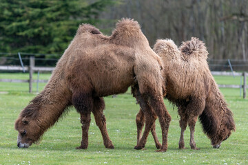 A pair of Bactiran camels (camelus bactrianus) grazing