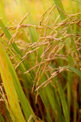 Beautiful golden rice field, yellow ripe rice ears ready for harvest, rice seeds in ear of paddy on countryside farm.