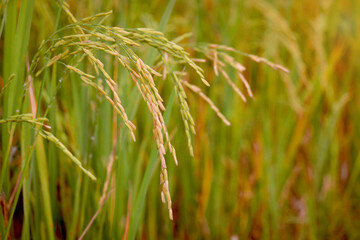 Beautiful golden rice field, yellow ripe rice ears ready for harvest, rice seeds in ear of paddy on countryside farm.