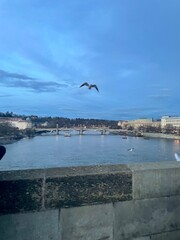 seagull on the pier