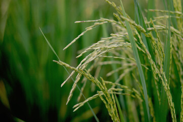 Beautiful green rice field in the morning with sunlight. , ripe green paddy rice ears with leaves on farmland