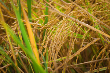 Beautiful golden rice field, yellow ripe rice ears ready for harvest, rice seeds in ear of paddy on countryside farm.