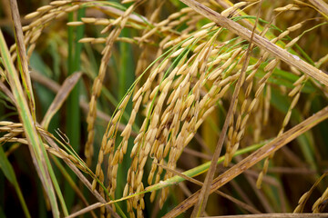 Beautiful golden rice field, yellow ripe rice ears ready for harvest, rice seeds in ear of paddy on countryside farm.