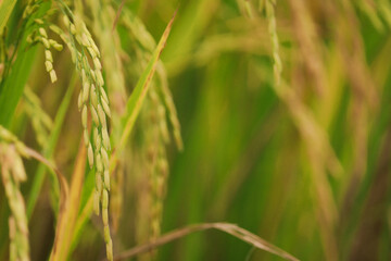 Beautiful golden rice field, yellow ripe rice ears ready for harvest, rice seeds in ear of paddy on countryside farm.