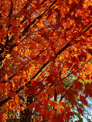 red maple leaves