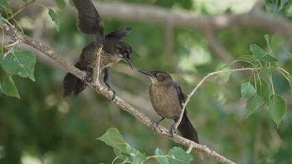 Common Grackle juveniles in a tree asking for food as mother flies away.