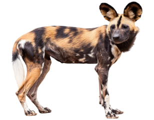 A striking image of a wild dog showcasing its unique coat pattern and inquisitive expression in a natural setting.
