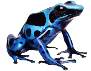 Colorful blue poison dart frog perched on a green leaf, showcasing its vivid colors and striking patterns in nature.