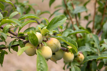 A branch with ripening yellow plums in the garden