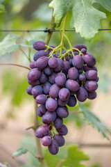 Close up of bunch of blue grapes hanging on vine