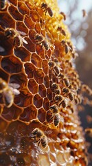 Honeybee hive buzzing with activity and hexagonal honeycombs