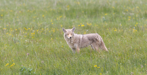 Coyote, On The Hunt in the Grass