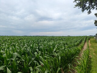 Summer field of corn