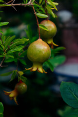 pomegranate on tree