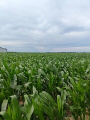 Field of corn