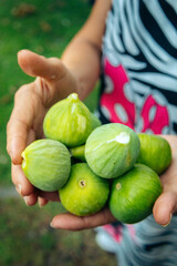 person holding figs