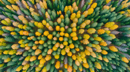 An aerial view of a forest during autumn, showcasing a vibrant mix of green and yellow trees, capturing the seasonal change.
