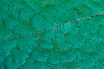 Close-up shot of the leaf of a water lily.