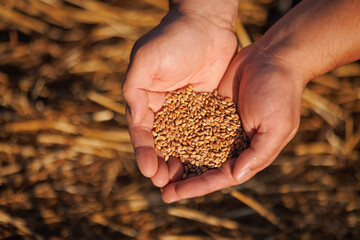 Hands Holding Wheat Grains