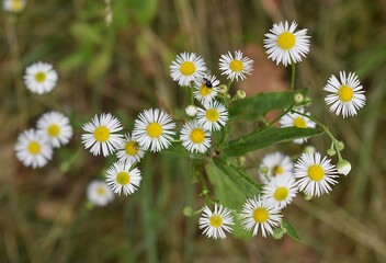Fototapeta premium Gros plan de la floraison d'une Vergerette annuelle, White top (Erigeron annuus) s'épanouissant dans la campagne.