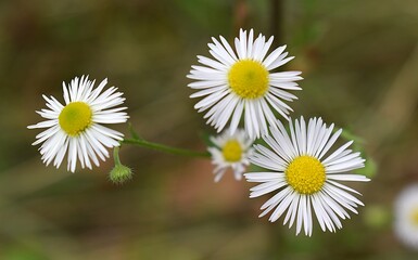Obraz premium Gros plan de la floraison d'une Vergerette annuelle, White top (Erigeron annuus) s'épanouissant dans la campagne.