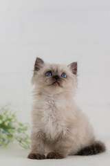 A blue-eyed, lop-eared kitten of the point color color sits on white background and looks up