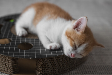 Portrait of a sleeping kitten after playing.