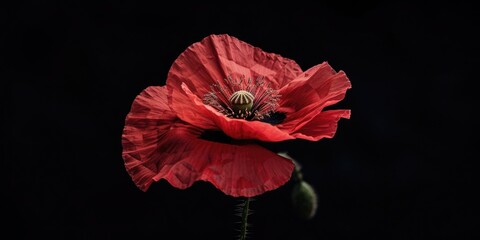 Fototapeta premium Close-up of a red poppy flower with soft texture, bloomed in a vintage style.