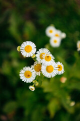 daisies in a garden