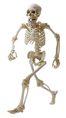 Skeleton walking.