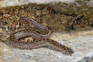 Westliche Sandboa // Javelin sand boa (Eryx jaculus) - Insel Ios, Griechenland