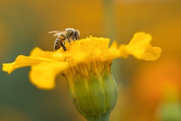 Abeja sobre flor de cempasúchil