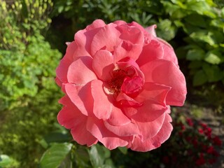 pink rose bush