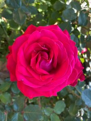 pink rose in garden