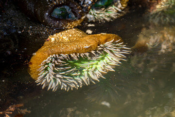 Starburst anemone (Sunburst anemone) in the Pacific Ocean. Close-up of Sea ​​Anemone under the...