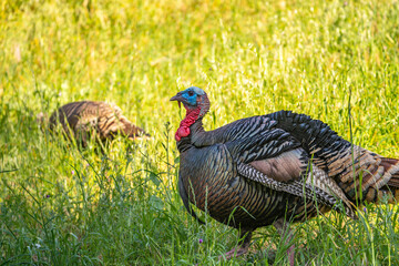 Male wild turkey (Meleagris gallopavo) with spread tail feathers.