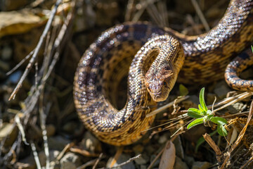 Close-up of Pacific gopher snake (Pituophis catenifer catenifer)