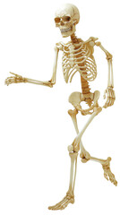 Skeleton png.