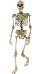 Png skeleton isolated.