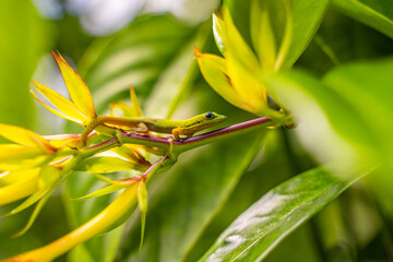 Gecko sitting on a plant leaf, Hawaii