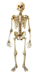 Human skeleton png.