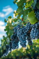 Fototapeta premium Grapes hanging from the vine in the blue sky atmosphere.